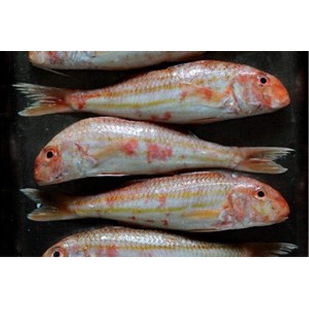 RED MULLET WHOLE BARBOUNIA SA 850GM + R/W - Seafood - Fish - Foodlink ...